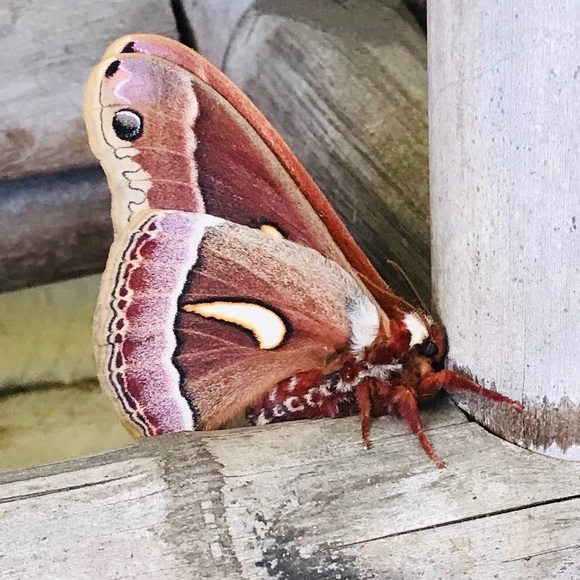 Meet your Posher, Evangeline - Picture 2 of 6